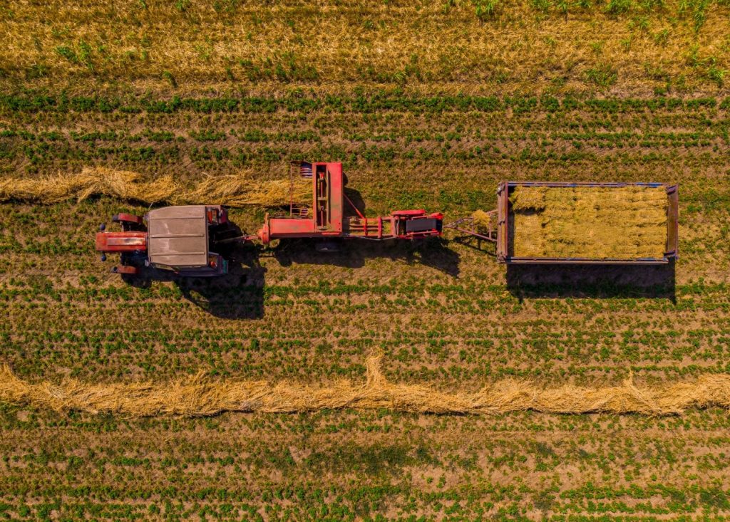 wheat straw Exporter