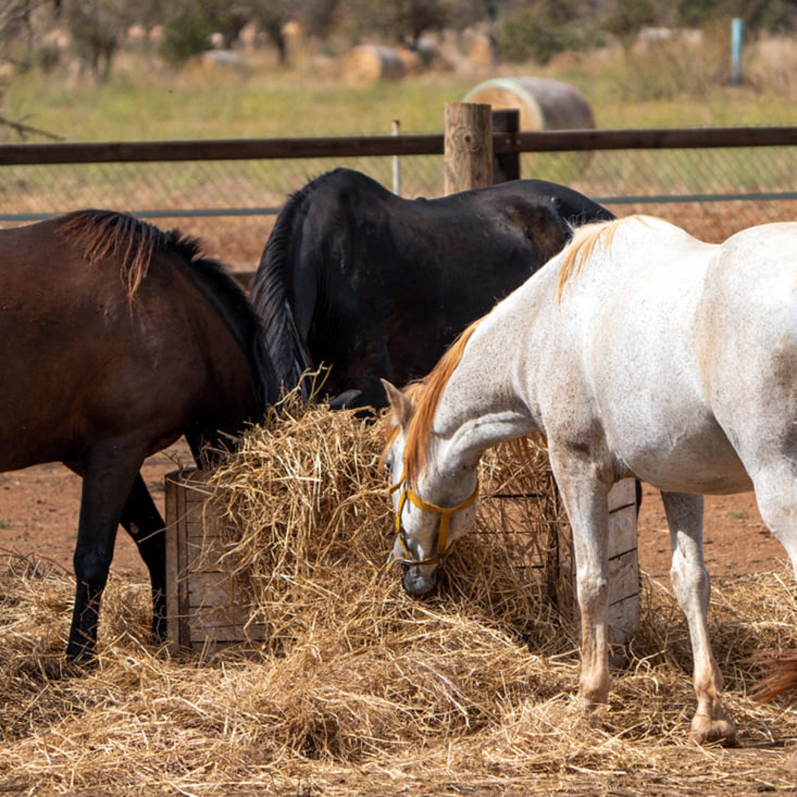 Wheat Straw as Animal Feed for Dairy Cows
