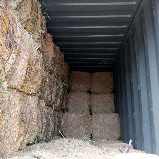 Wheat Straw